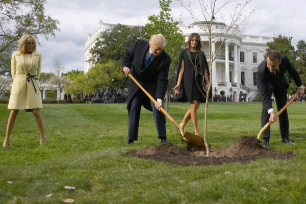 Muere el árbol plantado por Trump y Macron en señal de amistad - trump-macron-arbol