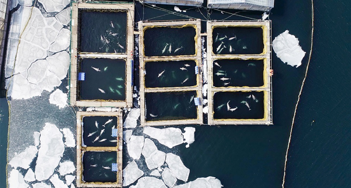 Multan a compañía rusa que capturó y mantuvo en cautiverio a orcas - vista-aerea-de-la-carcel-de-ballenas