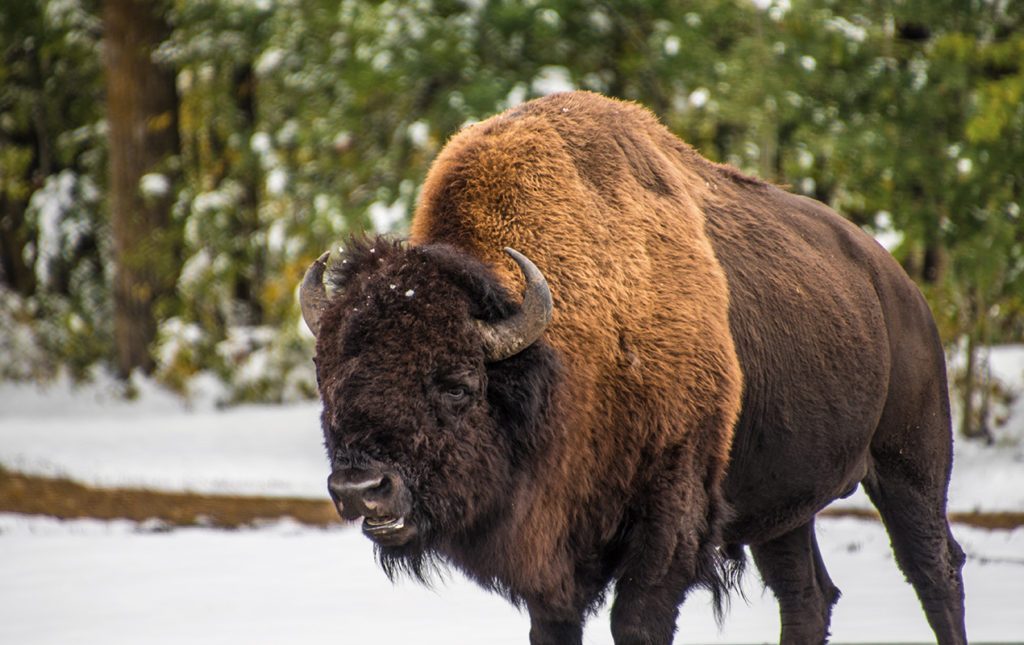 Alberta, un destino imperdible en Canadá - alberta-3