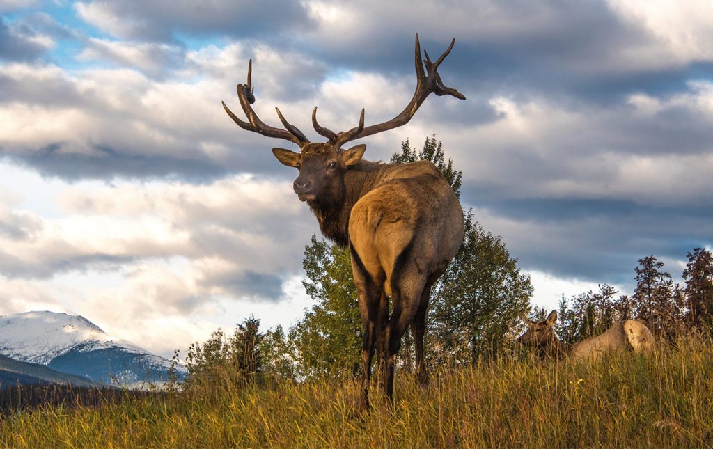 Alberta, un destino imperdible en Canadá - alberta-5