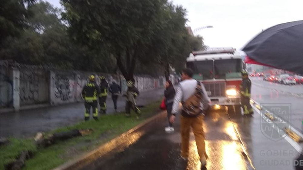 Bomberos retiran árbol caído en avenida Cuauhtémoc