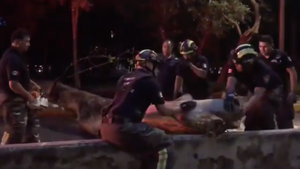 Cae árbol de 20 metros en Polanco