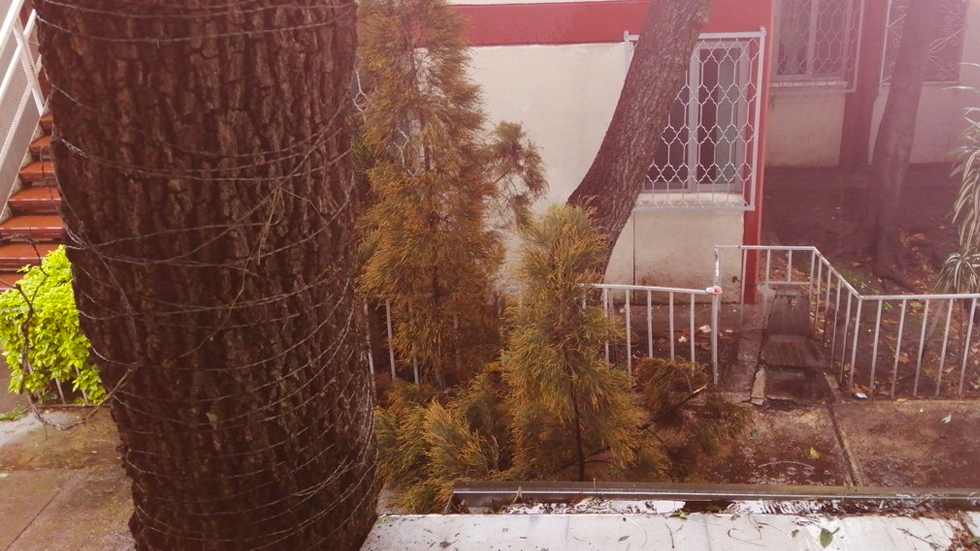 Lluvias tiran al menos seis árboles en la Ciudad de México