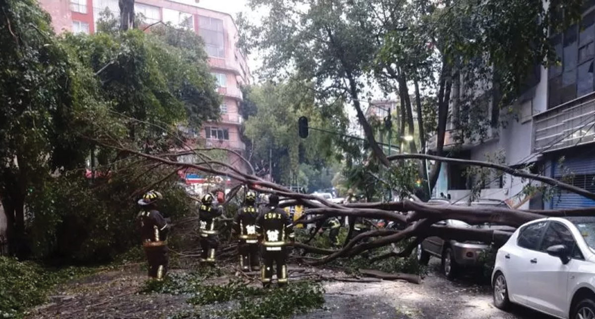 #Video Árbol cae sobre dos autos en la colonia Juárez