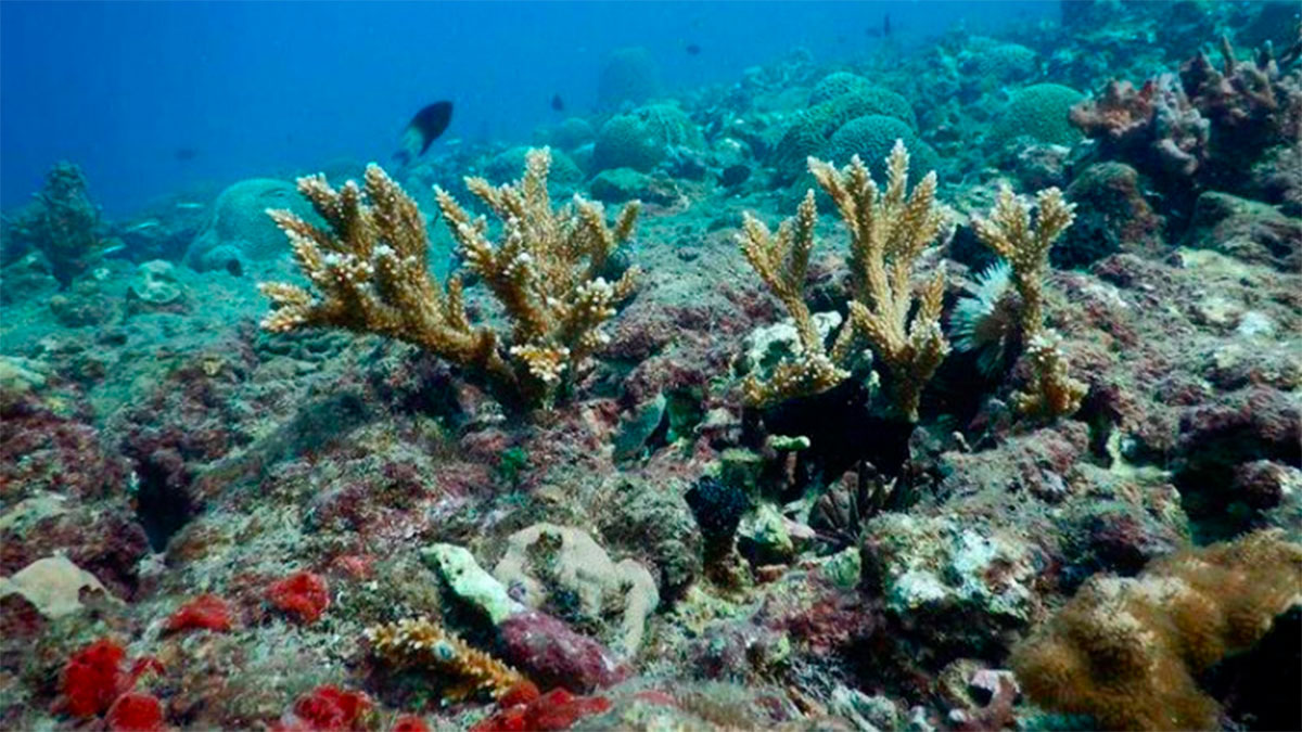 Descubren siete nuevos arrecifes frente a costas de Veracruz