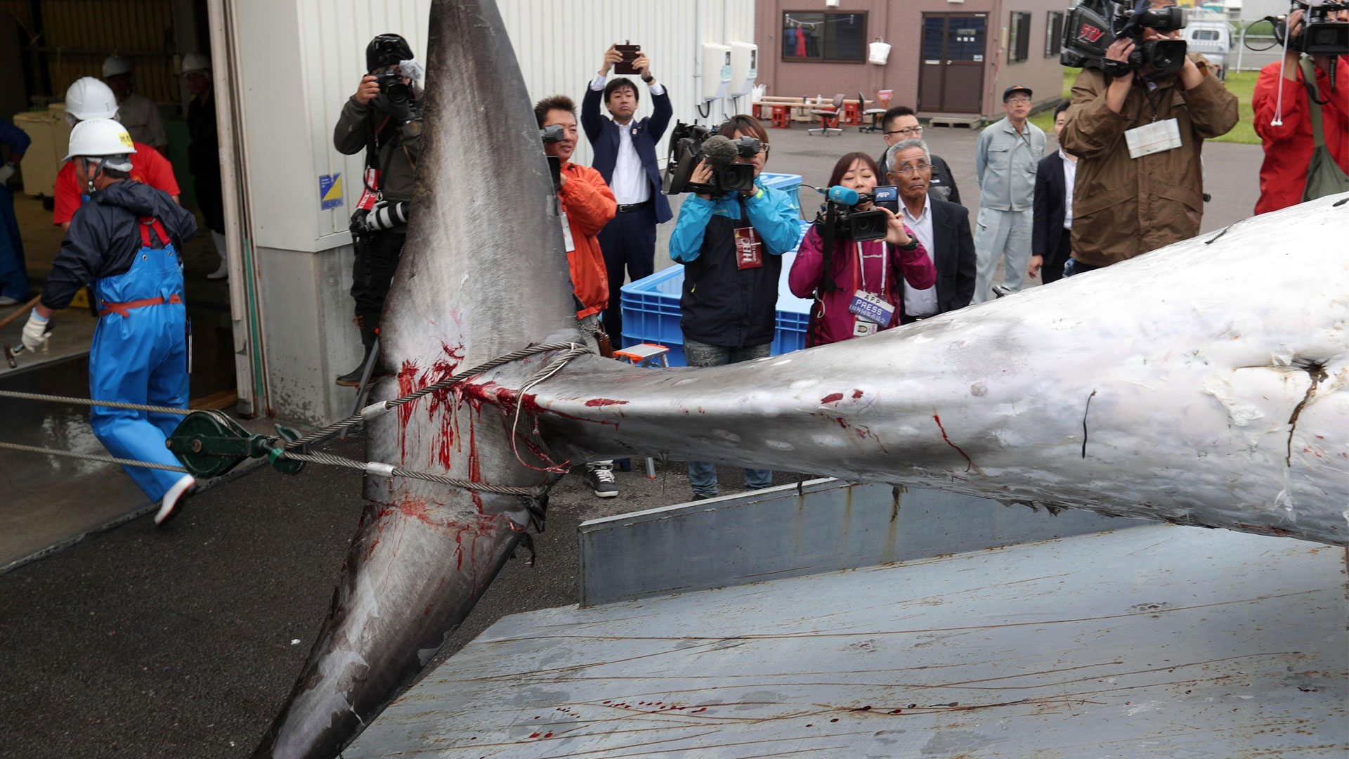 Japón reanuda la captura comercial de ballenas