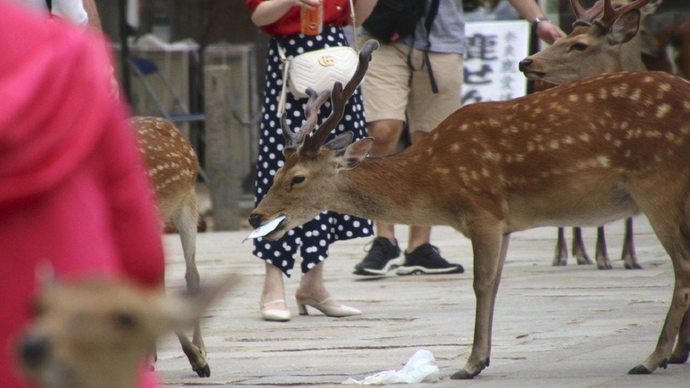 Ciervos mueren por comer plásticos que tiran turistas en Japón