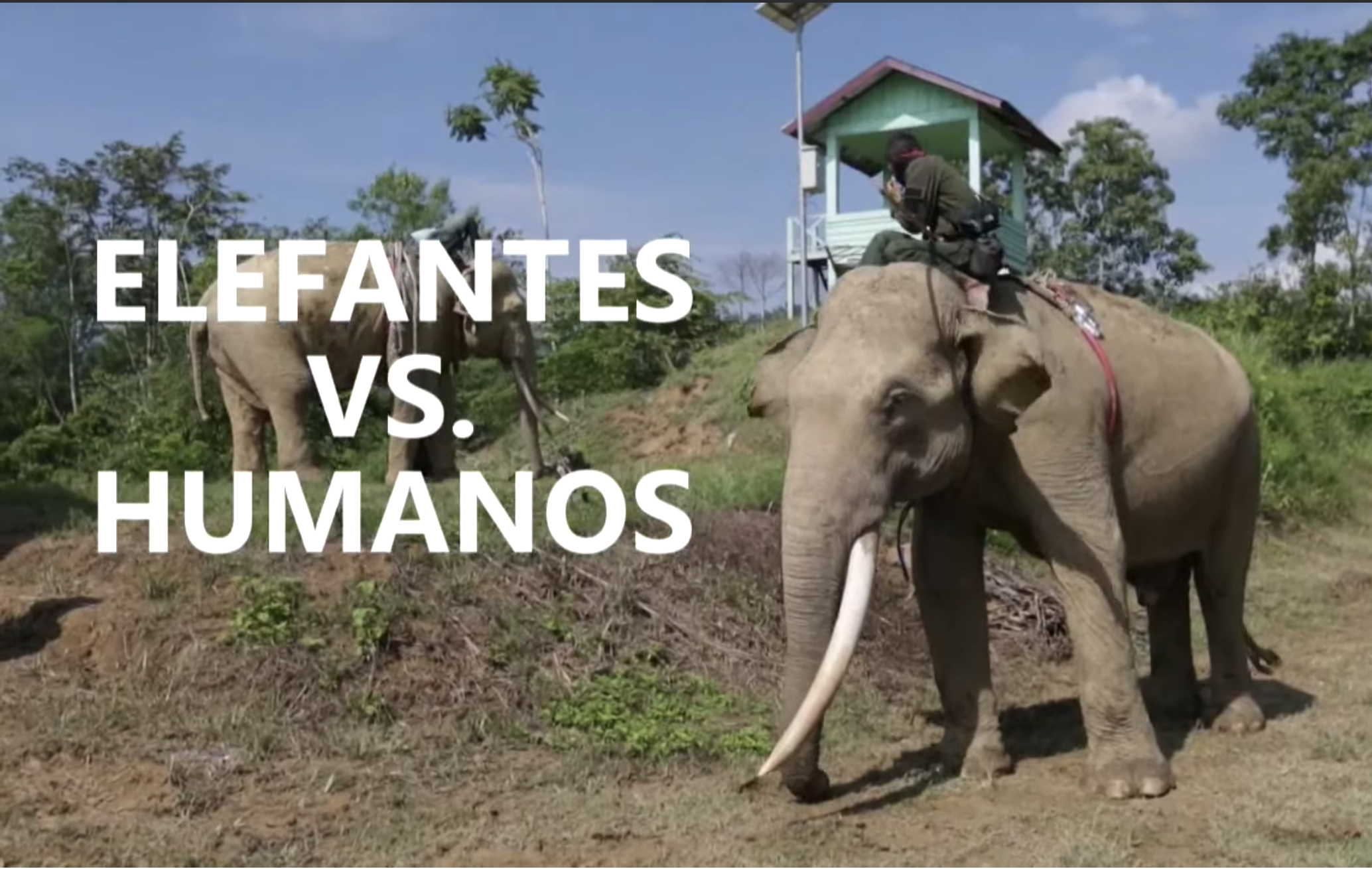 Elefantes entrenados aliados de agricultores en Indonesia