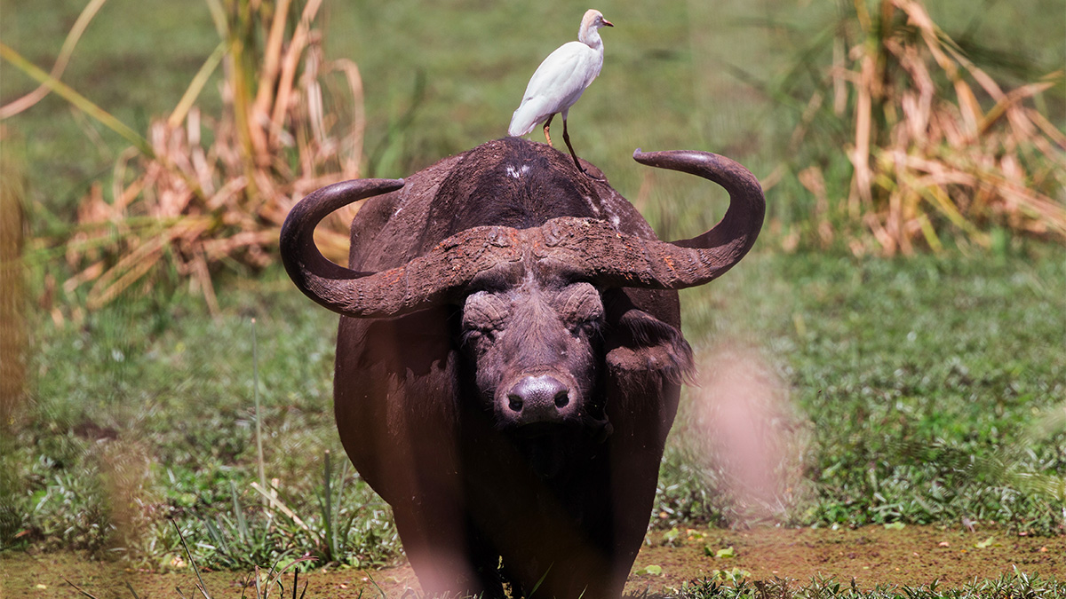 Descubren patrón que determina la longevidad de cada especie