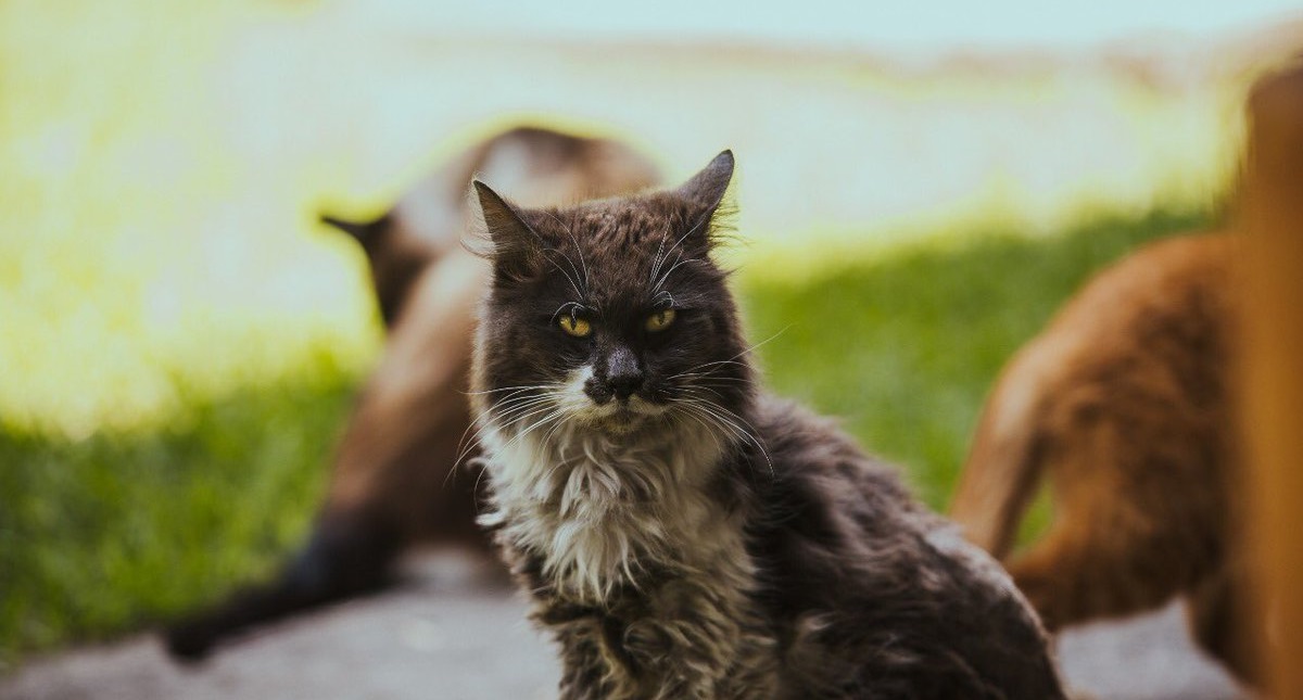 Muere el gato ‘Gandalla’ de Palacio Nacional