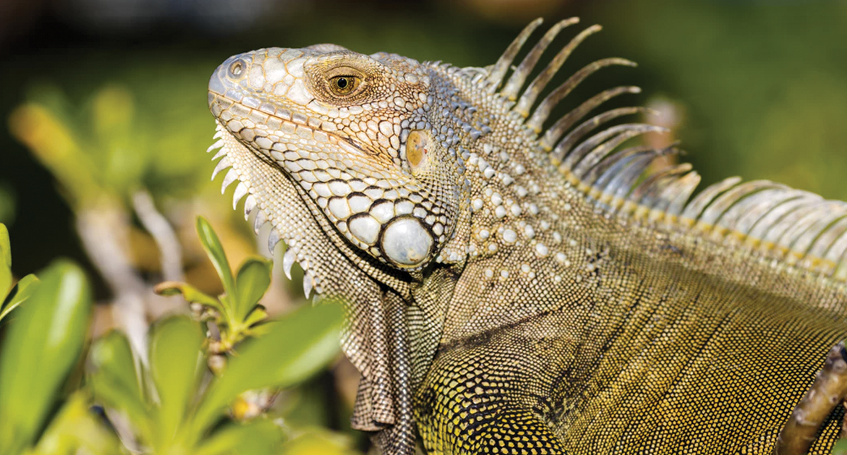 Alertan por posible caída de iguanas congeladas en Florida