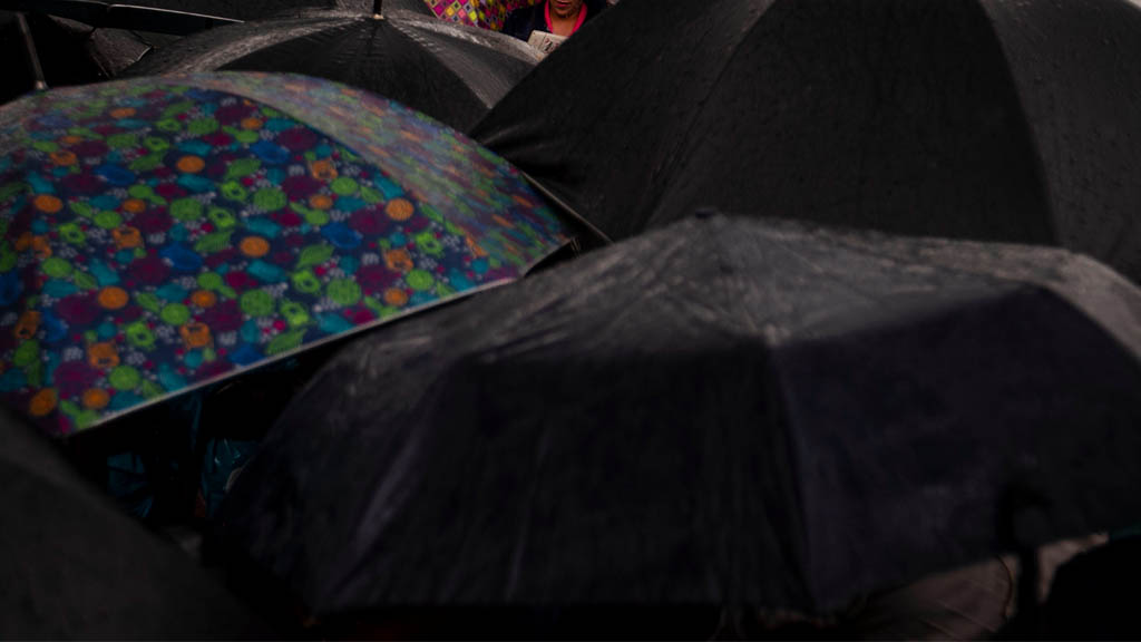 Lluvia derriba cuatro árboles y deja encharcamientos en la capital