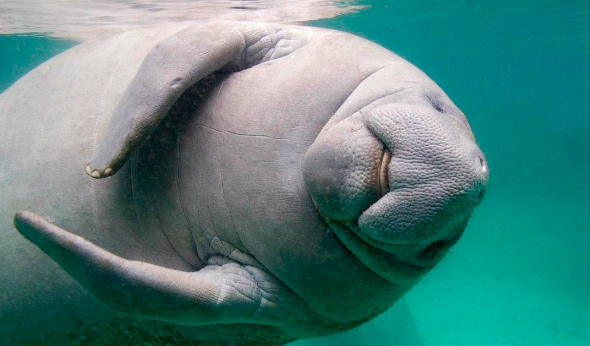 El manatí, una especie en extinción El manatí, una especie en extinción