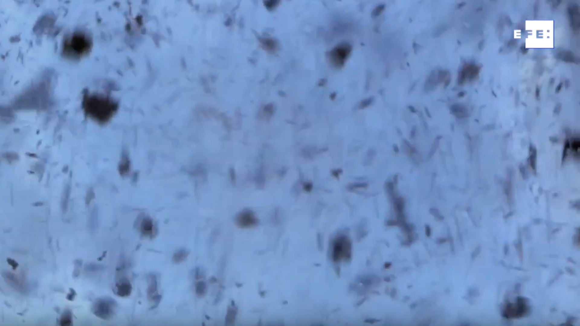 Entre el mar y la probeta, nuevas soluciones para la salud y la alimentación