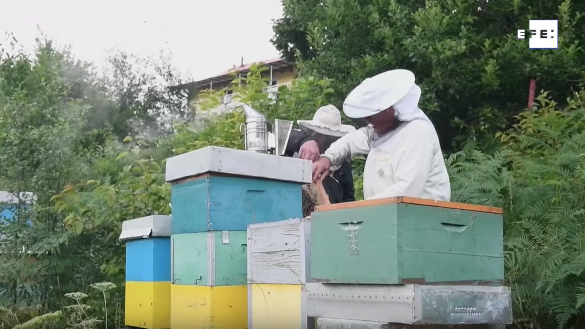 La apicultura se reivindica como sustento económico en pueblos olvidados de México