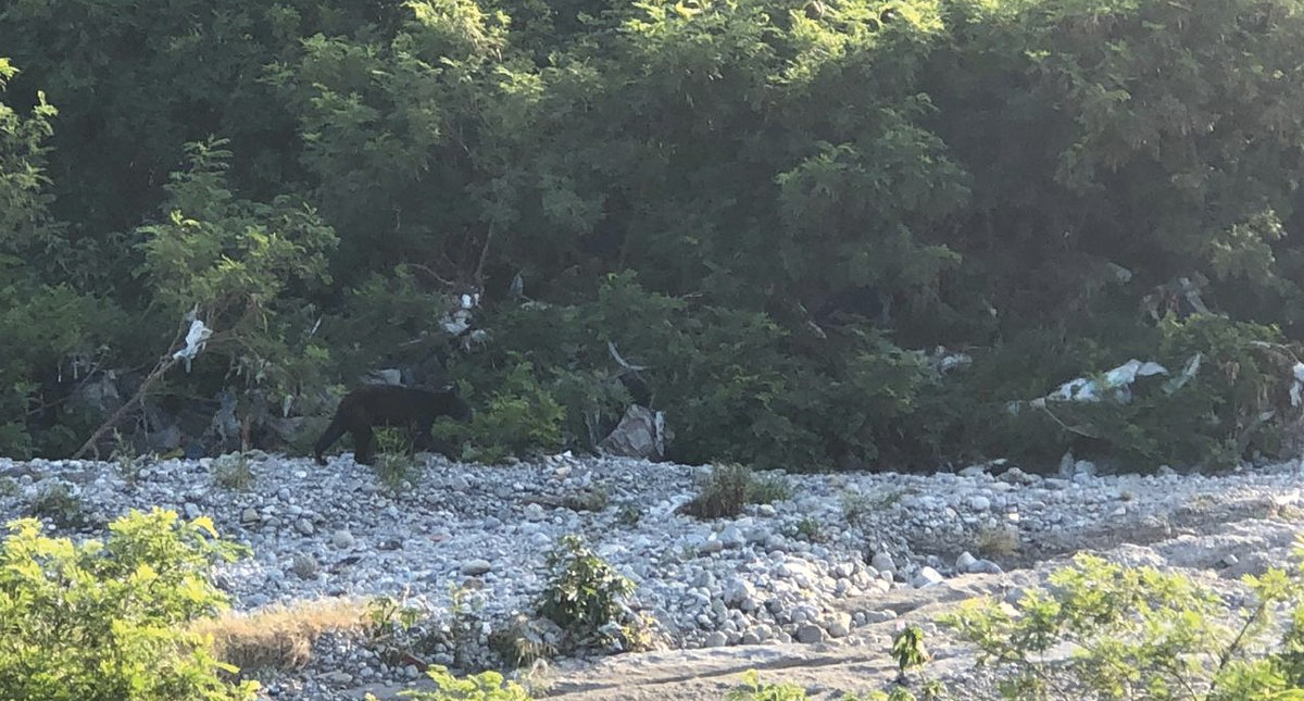#Video Capturan oso en río Santa Catarina