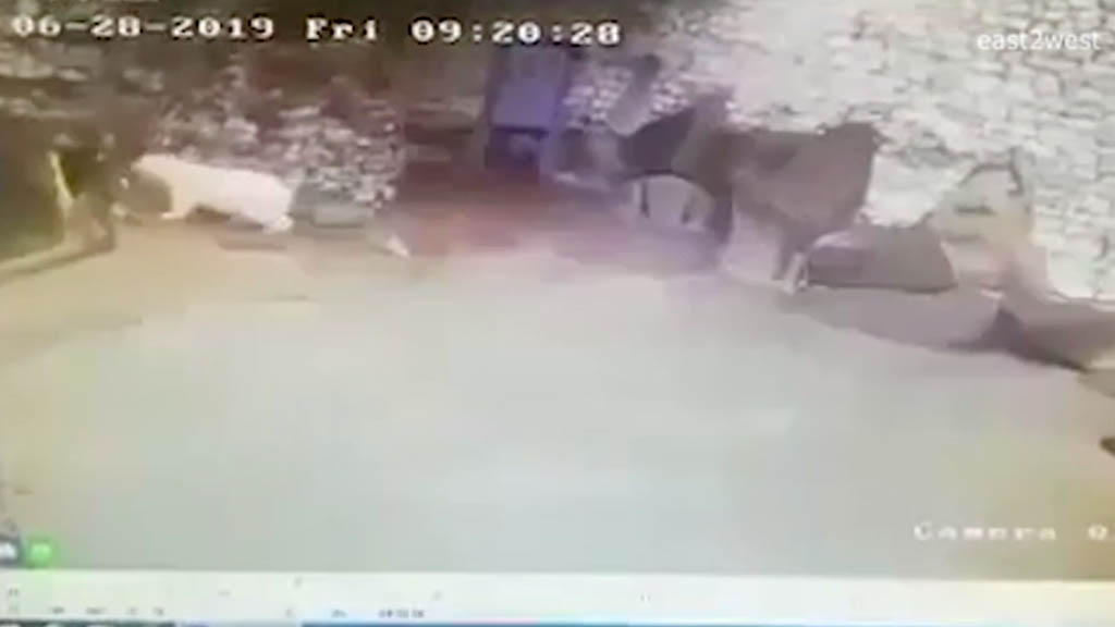 #Video Empleada de zoológico se defiende de oso polar con escoba y recogedor