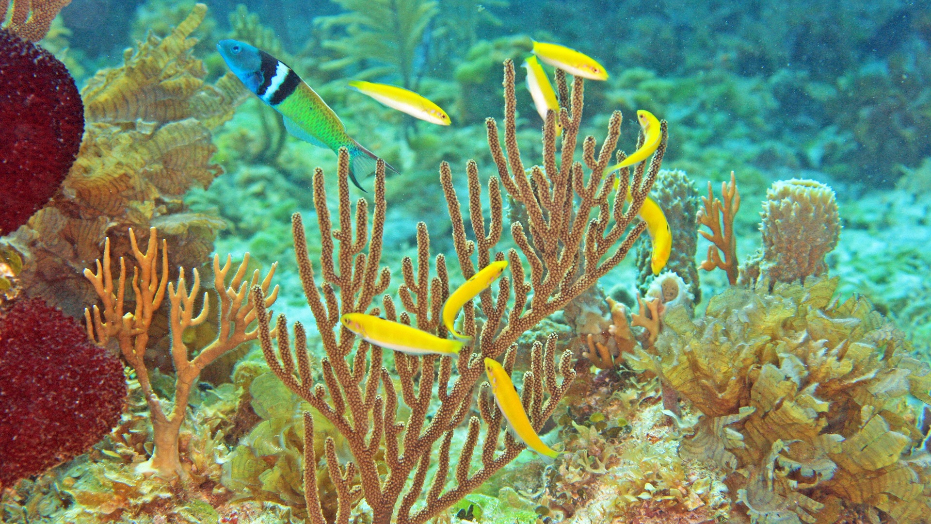 Científicos descubren mecanismo de cambio de sexo en los peces