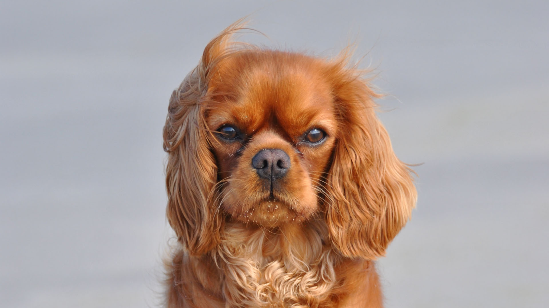 Perros identifican a personas con malas intenciones: UNAM