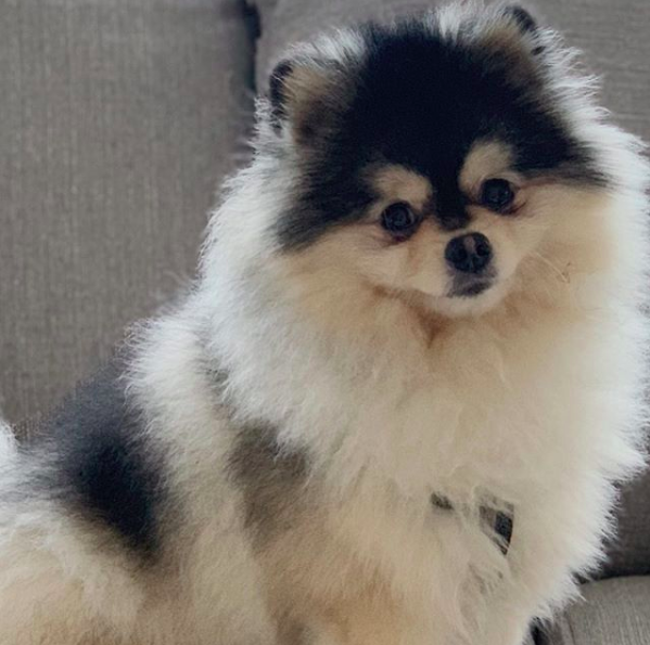 Daniel Sturridge ofrece más de 700 mil pesos por recuperar a su perro - perro-extraviado-sturridge