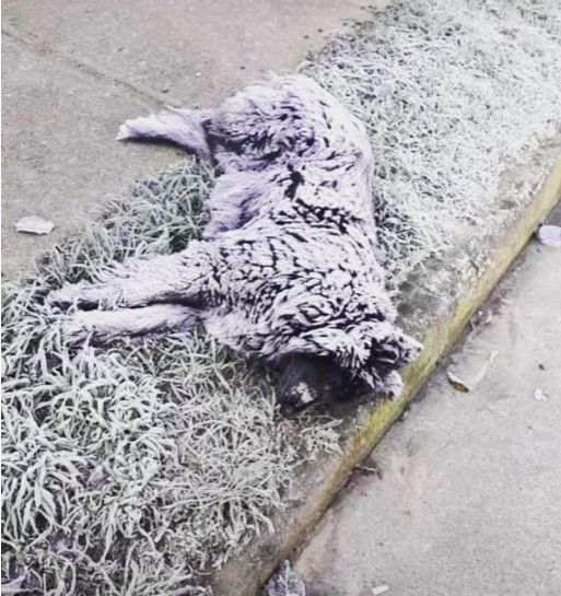 Escarcha por frío congela a perro a mitad de banqueta - perro-muerto-de-congelamiento-por-escarcha