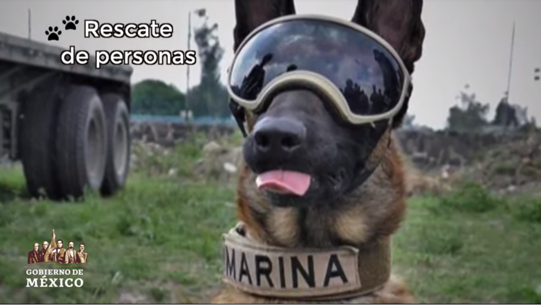 #DíaInternacionalDelPerro: así cuidan a los rescatistas