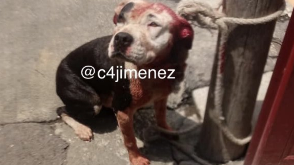 Muere niño de dos años por ataque de perro en Iztapalapa