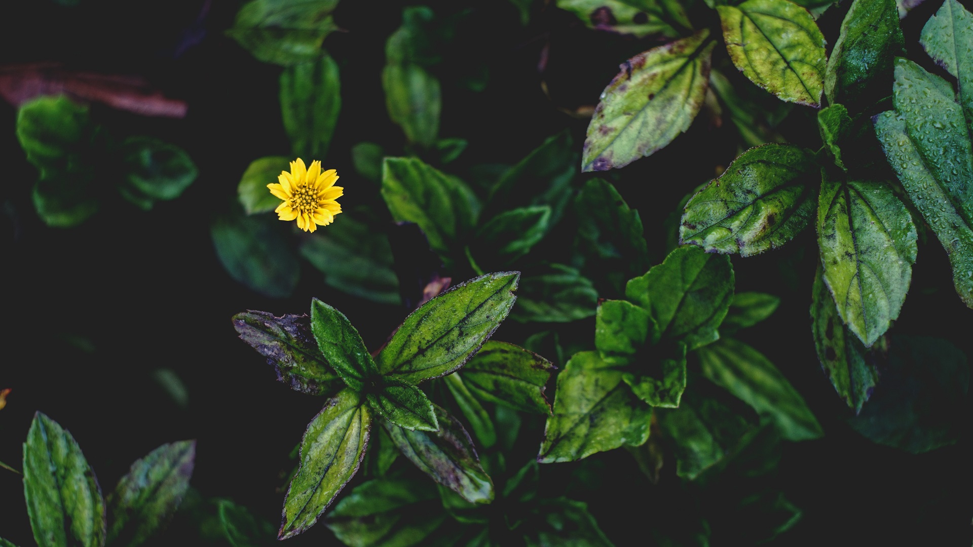 Cambio climático amenaza al 25 por ciento de plantas a nivel mundial