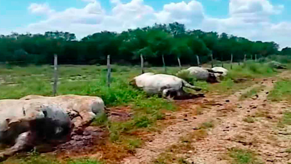 Rayo mata a 13 vacas en rancho de Nuevo León