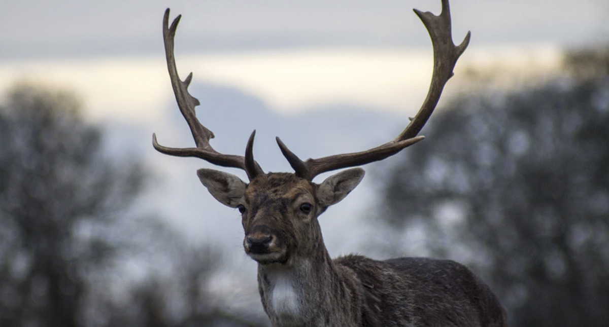 Encuentran casi 200 renos muertos en Noruega