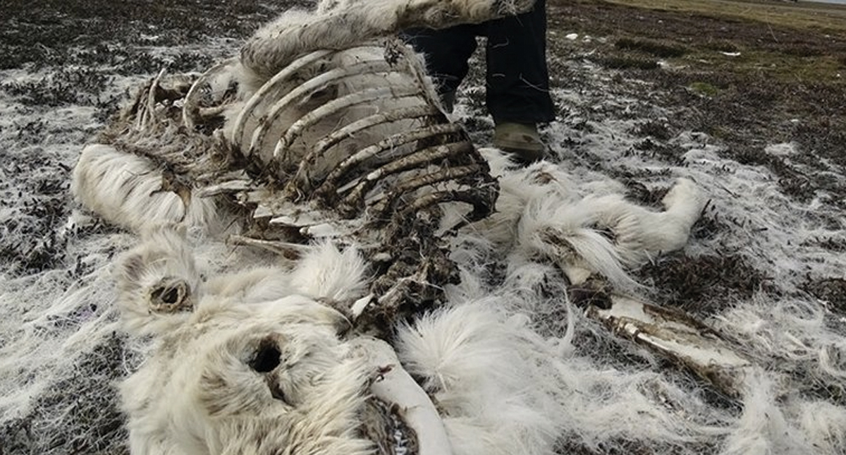 Encuentran casi 200 renos muertos en Noruega - renos