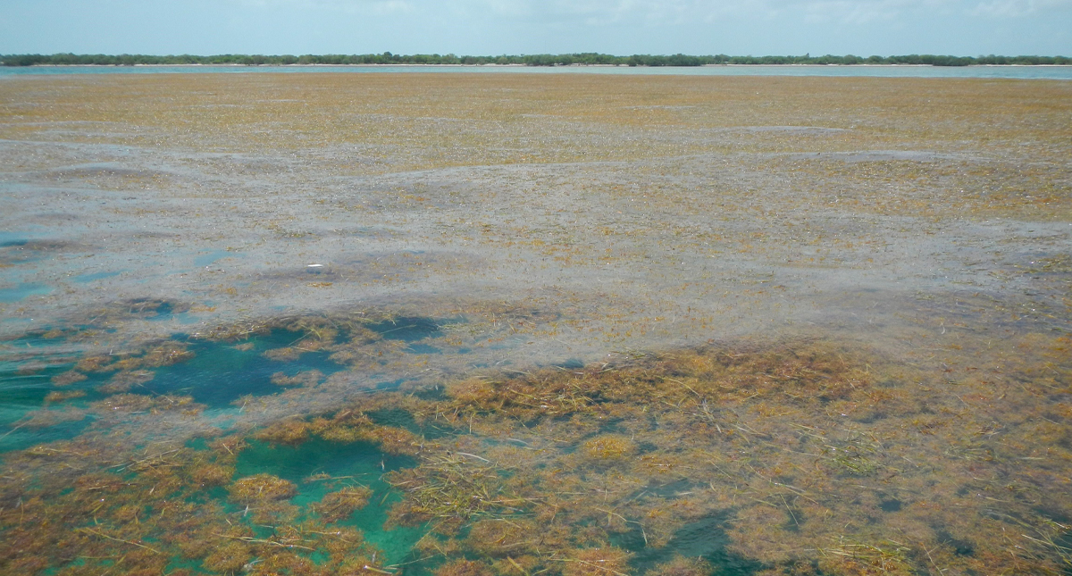 Sargazo llega a playas de Florida en un nivel mayor al año pasado