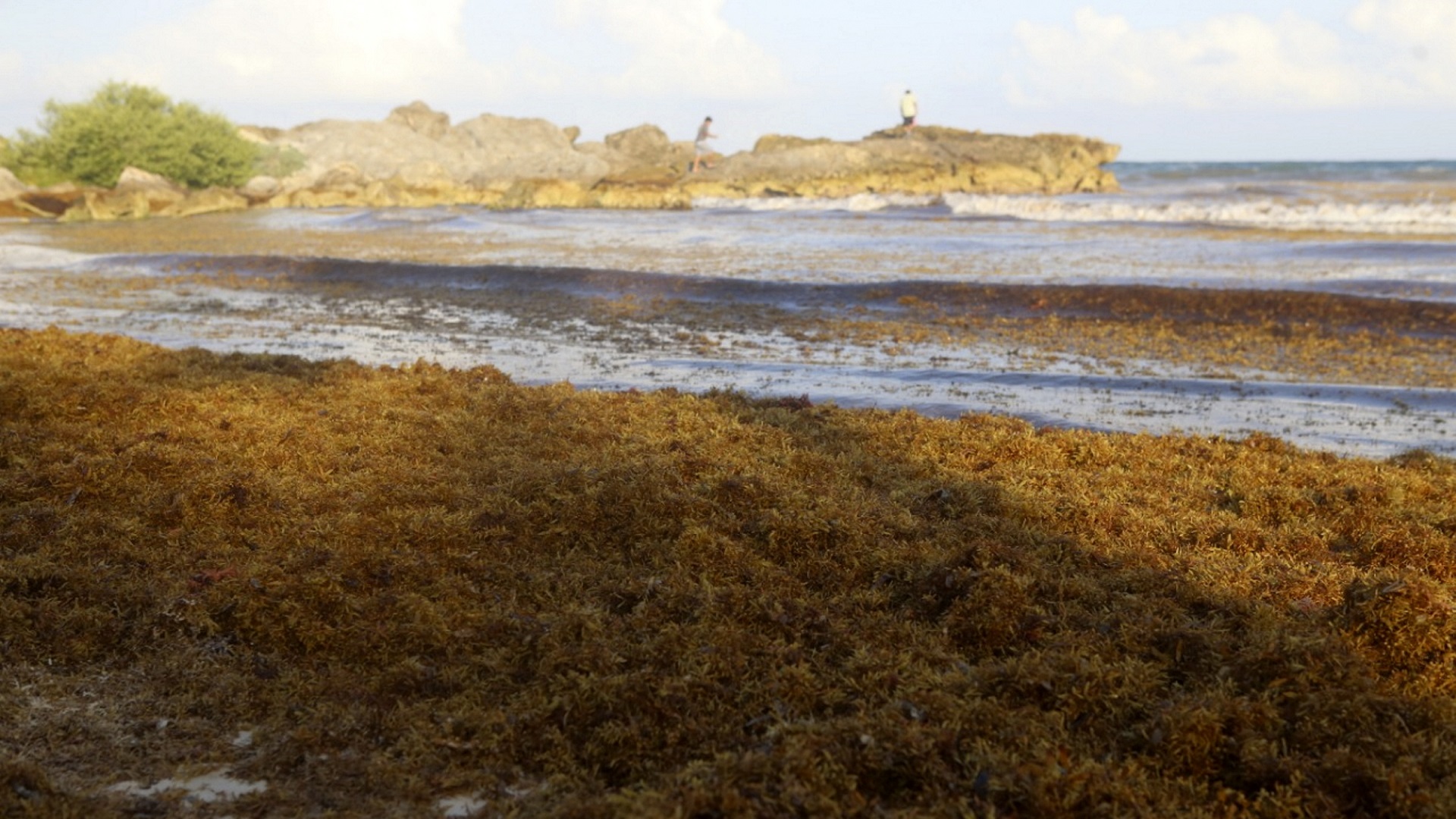 Reportan arribo excesivo de sargazo en 10 puntos de Quintana Roo