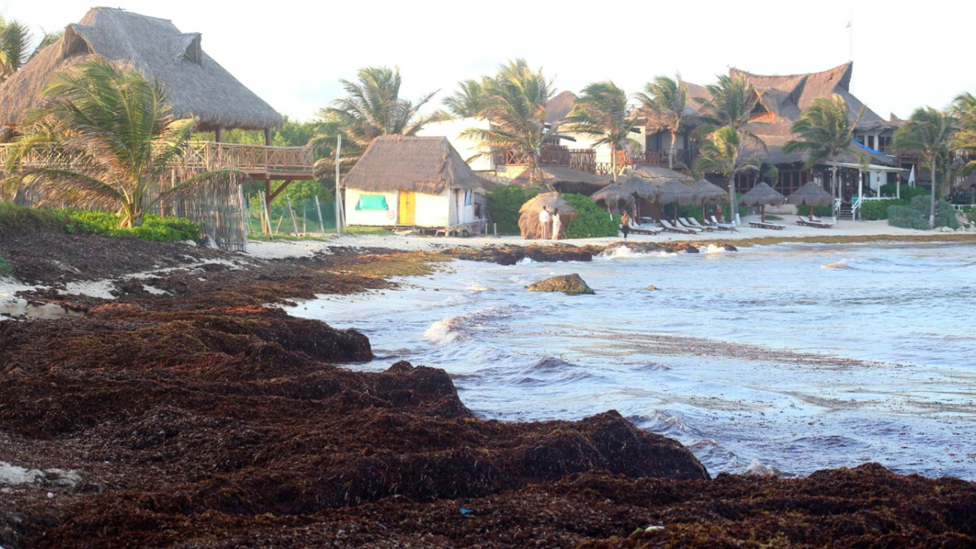 Sargazo podría usarse como combustible para generar electricidad Sargazo podría usarse como combustible para generar electricidad