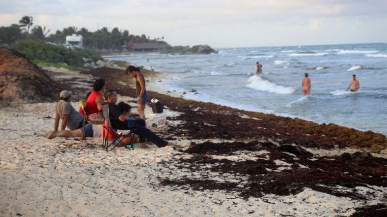 Sargazo en Quintana Roo: ¿cómo convertir el paraíso en purgatorio? - sargazo-tulum-xcalak-01jpg-1853814124
