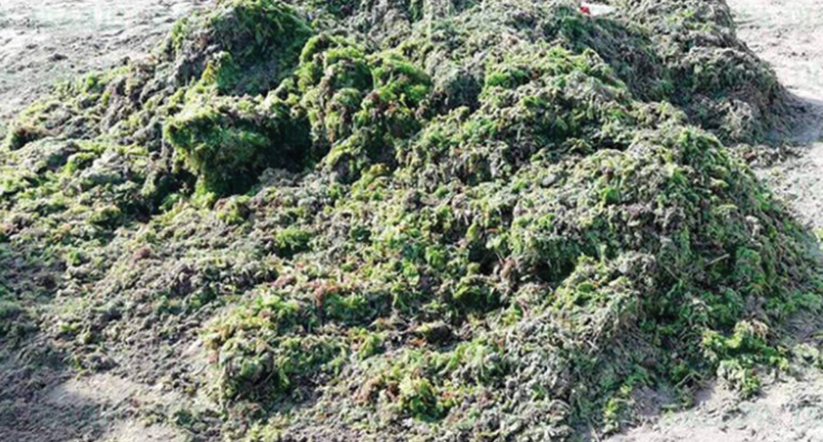 Llega sargazo verde a Veracruz - sargazo-verde
