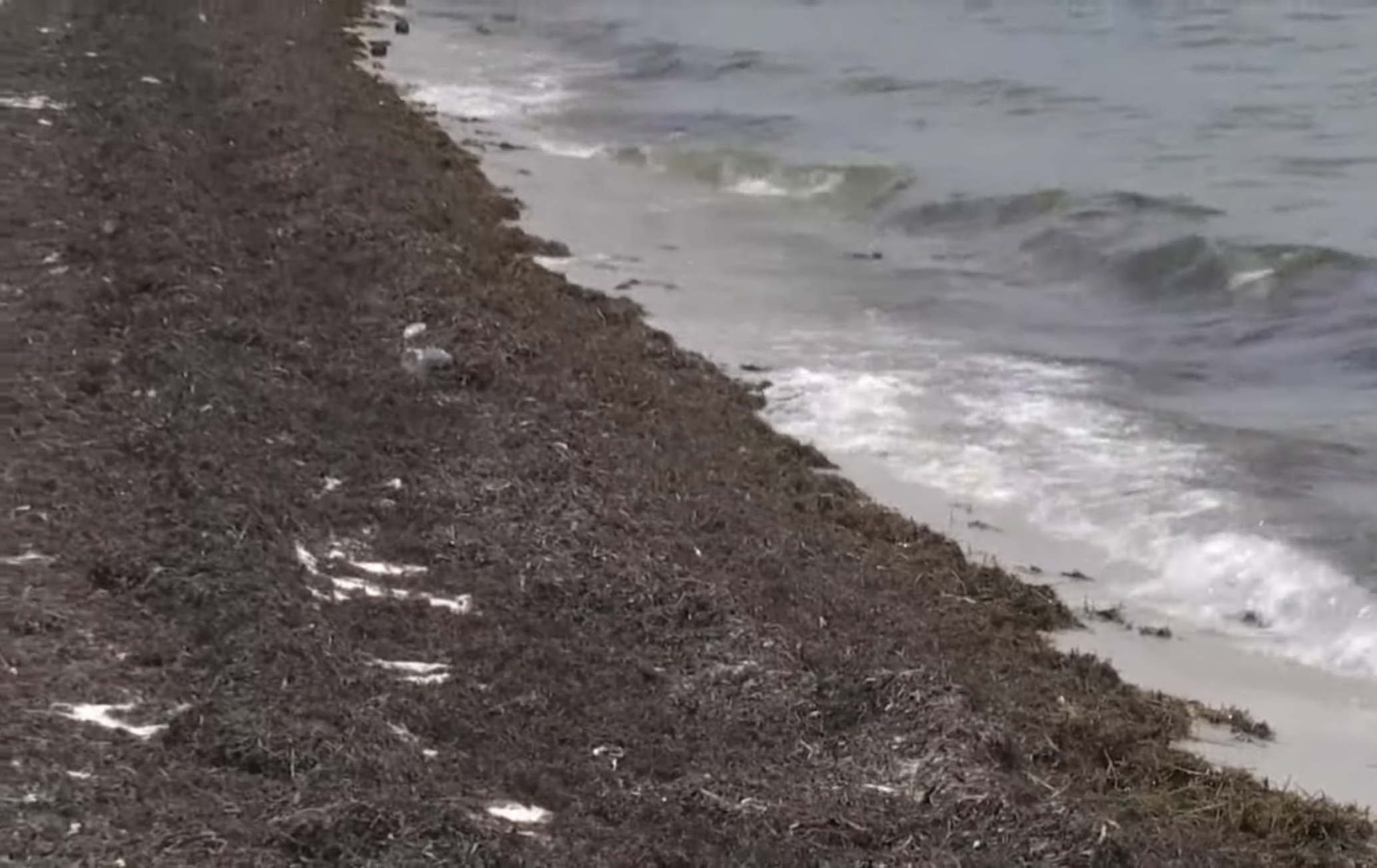 La marea de sargazo llegó a la costa turística de Florida para quedarse