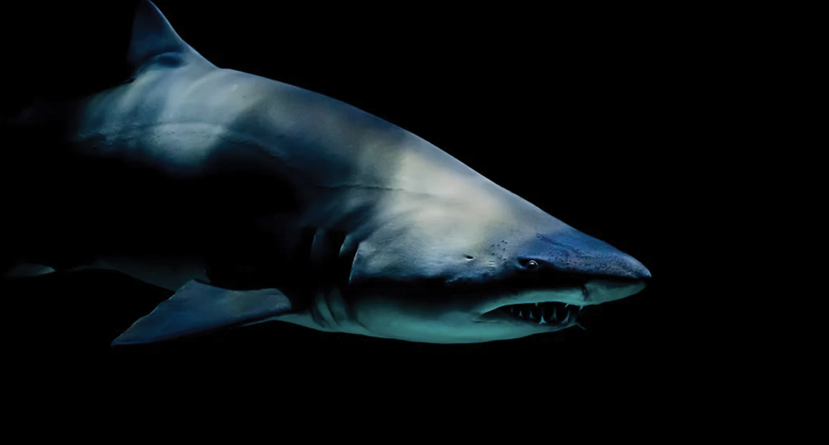 Tiburón ataca a hombre en Bahamas