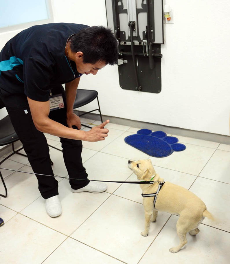 Perros identifican a personas con malas intenciones: UNAM - terapia-conductual-caninca