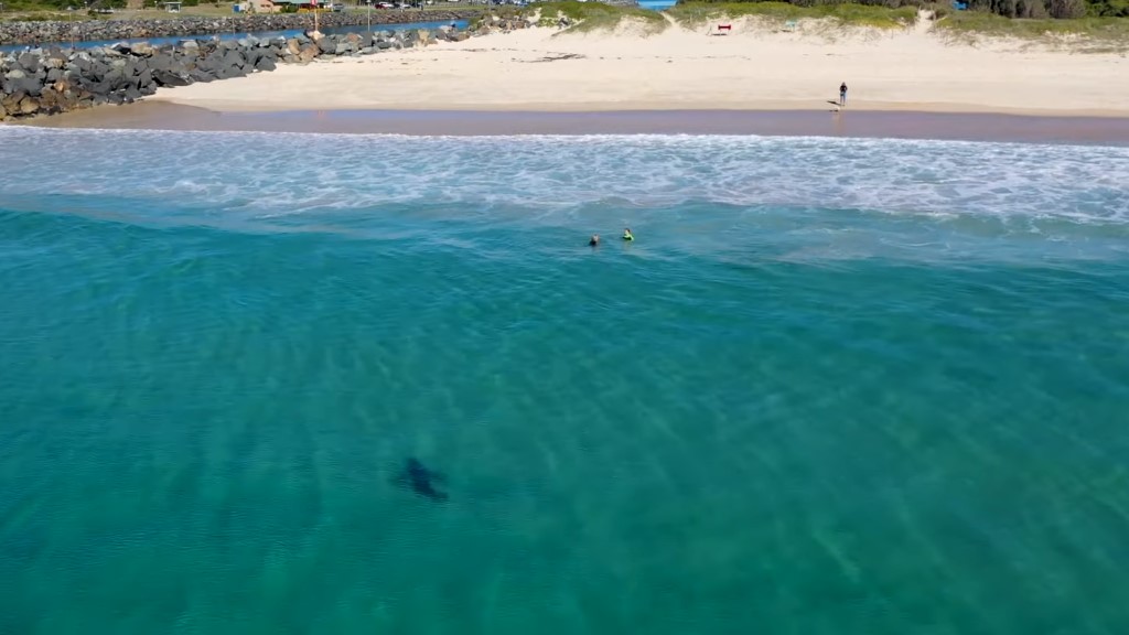 #Video Tiburón nada cerca de niños en Australia