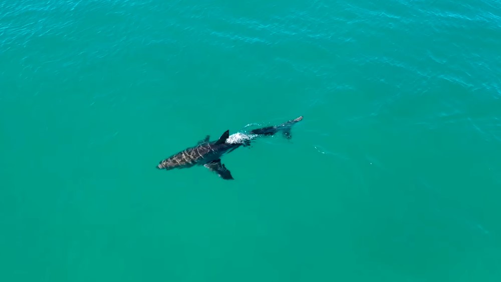 #Video Tiburón nada cerca de niños en Australia - tiburon-blanco