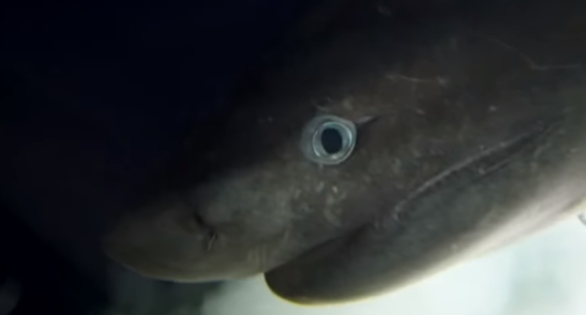 #Video Graban a tiburón milenario en las Bahamas #Video Graban a tiburón milenario en las Bahamas