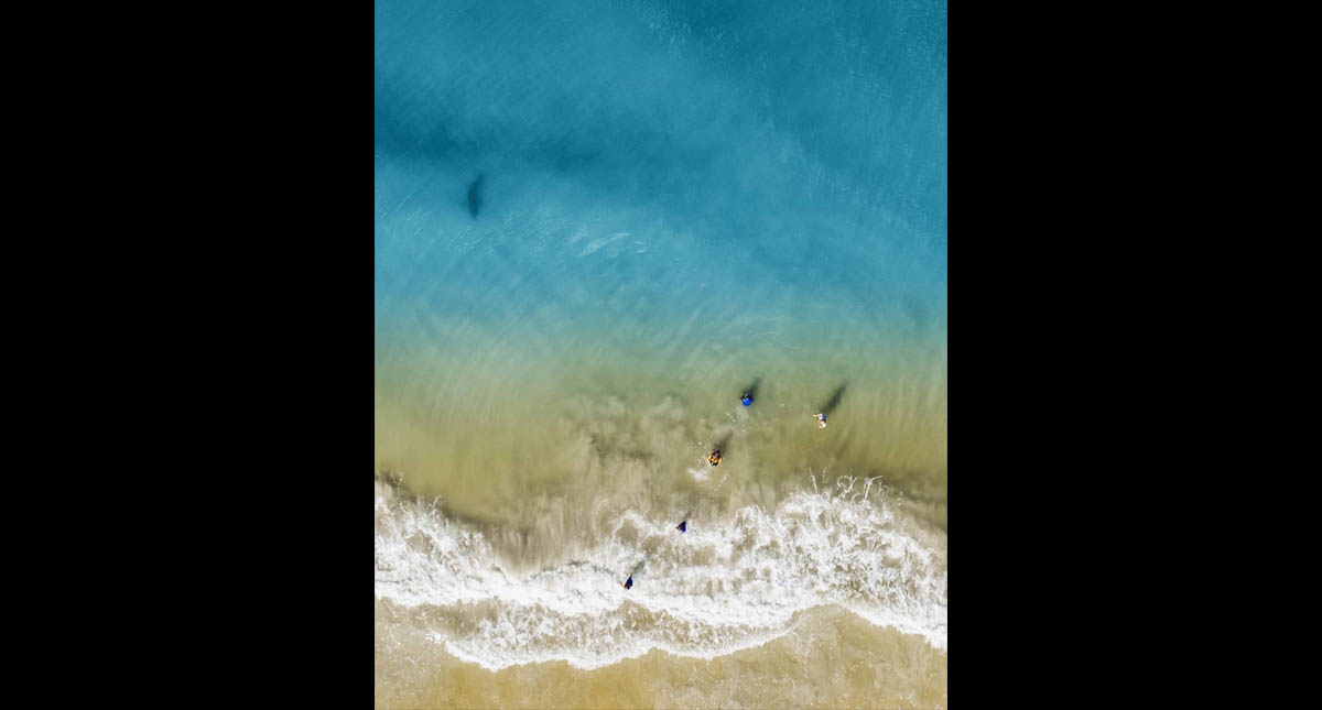 Padre capta con su dron a tiburón acercarse a su familia en playa de Florida