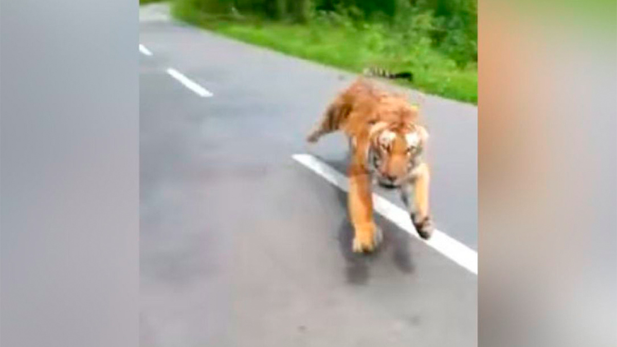#Video Tigre ataca a dos motociclistas en India
