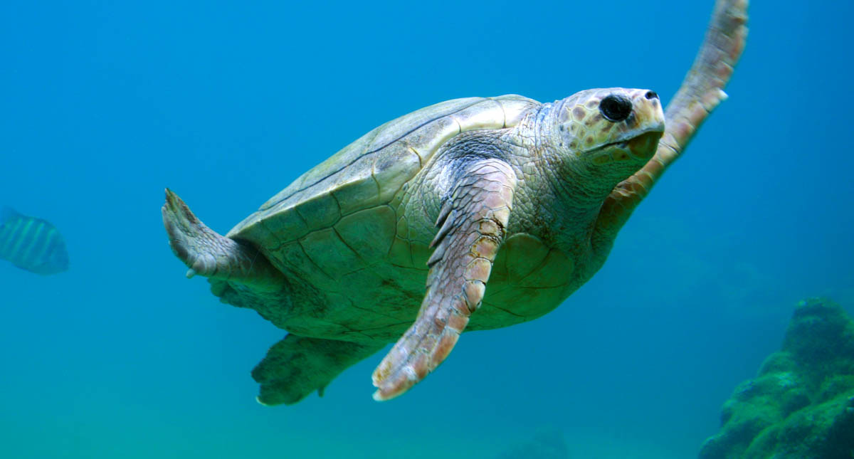 Más de la mitad de las tortugas del mundo ingirieron plástico: WWF