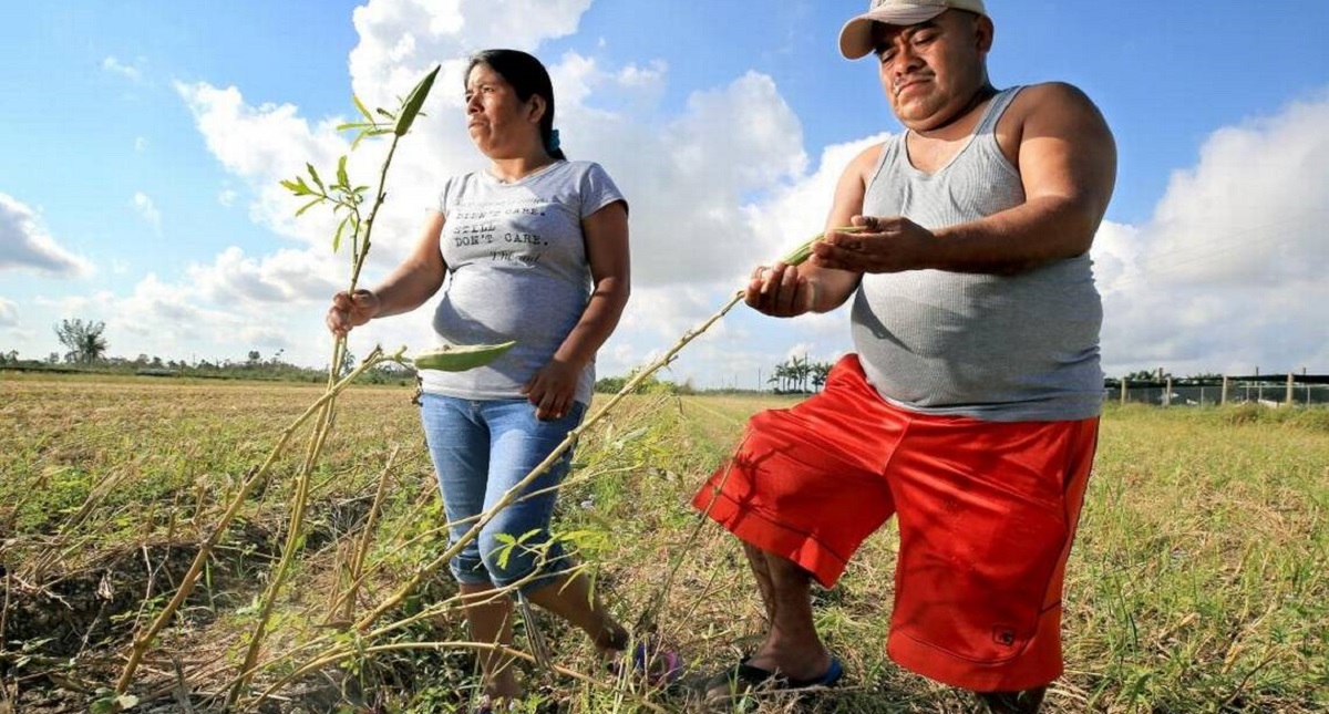 Indocumentados agrícolas de Florida están en alerta ante redadas masivas