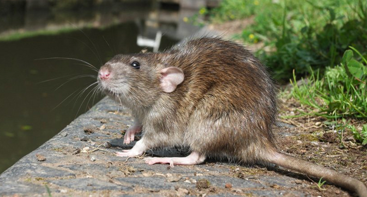 Identifican virus en Bolivia que activó protocolos de bioseguridad