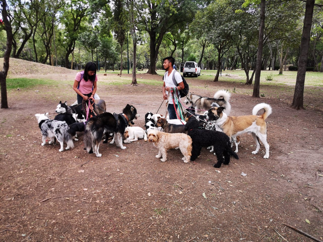 Los cuidadores de perros y las áreas verdes de la Ciudad de México