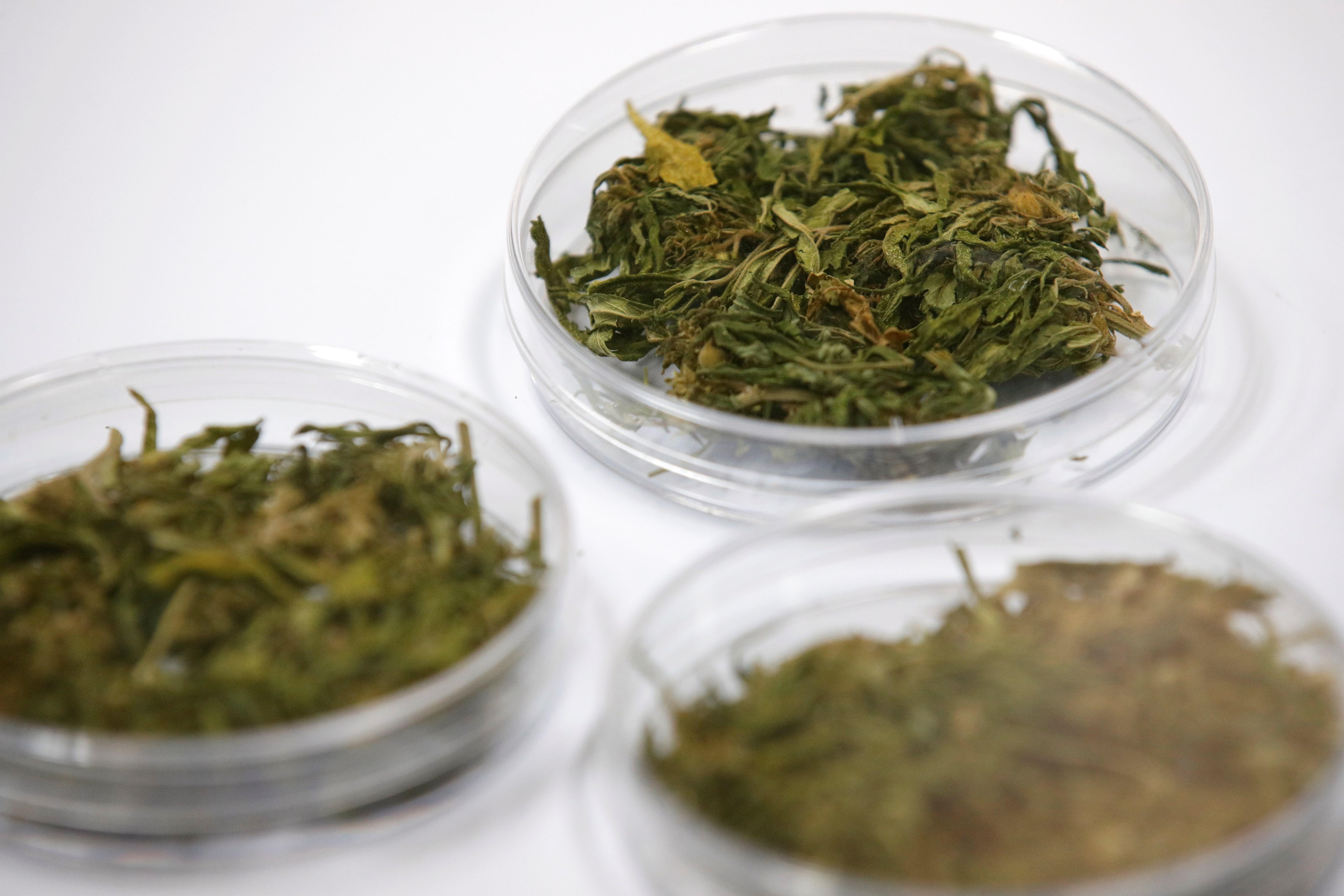 Tailandia inicia el suministro de mariguana medicinal a pacientes con cáncer - 3141f82cf86d1af91a2fa6657df6100935320bbc