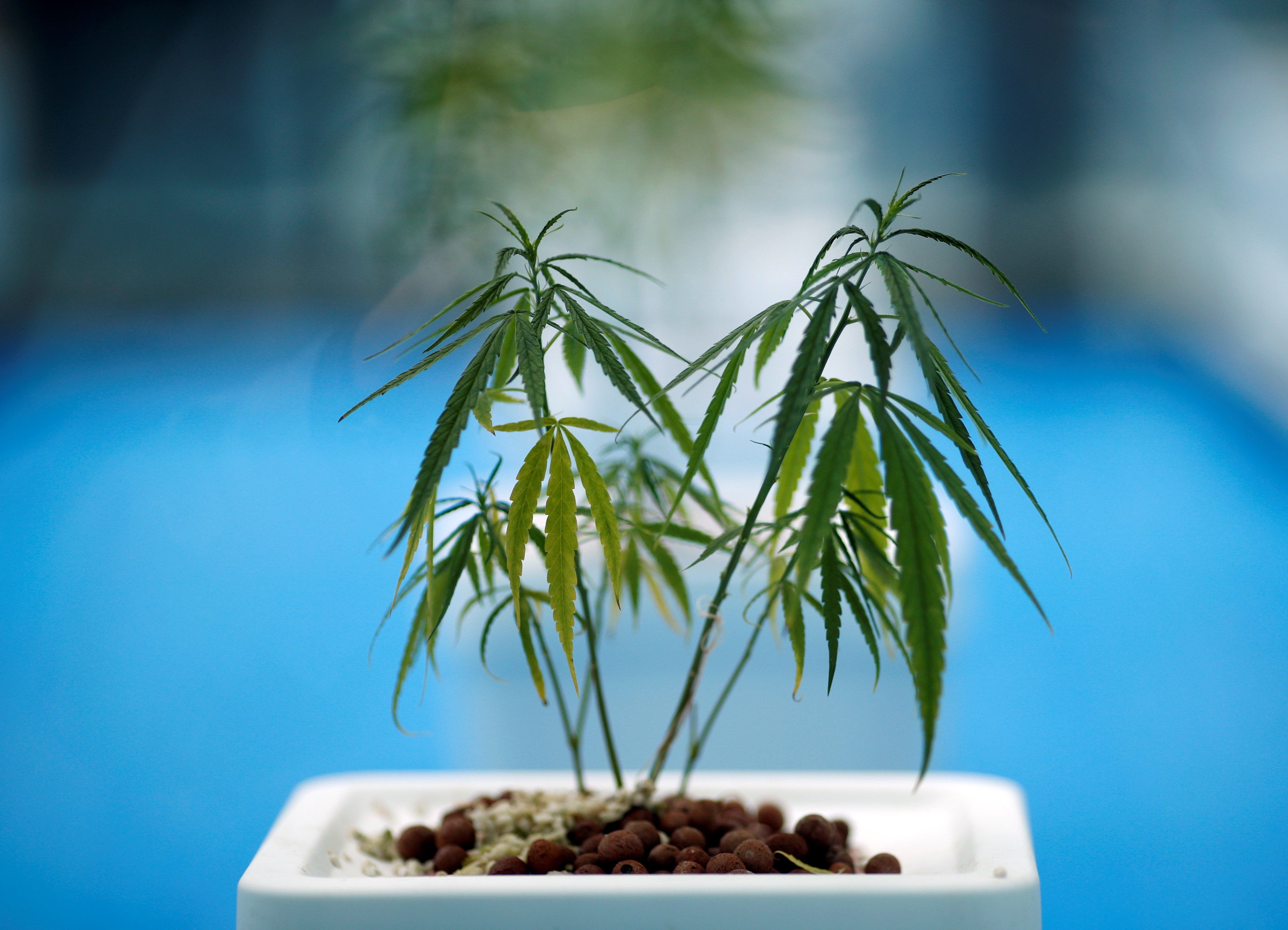 Tailandia inicia el suministro de mariguana medicinal a pacientes con cáncer